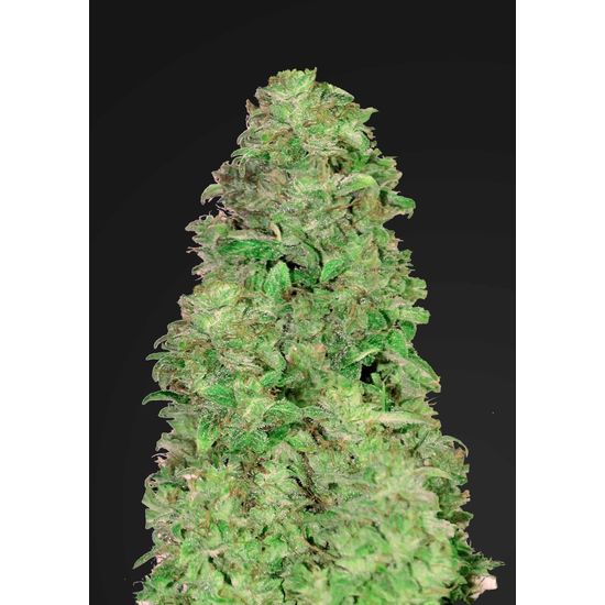 Fast Buds CBD 20:1 Auto Автофеминизированные семена конопли