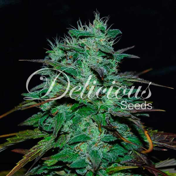 Delicious Seeds Chocobang Фотопериодный гибрид семена конопли