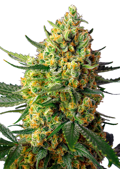 Sweet Seeds Crystal Candy XL Auto Автофеминизированные семена конопли