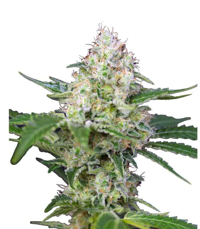 Sweet Seeds Crystal Candy фотопериодные семена конопли