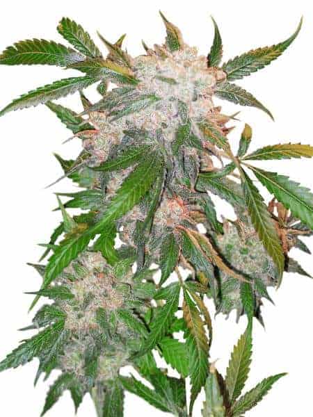 White Widow фотопериодные семена конопли