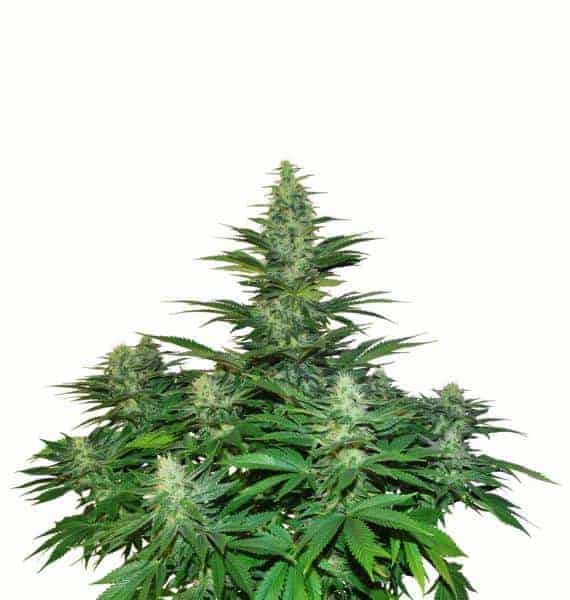 Dutch Passion Dark Delight феминизированные фотопериодные семена конопли — фото 2