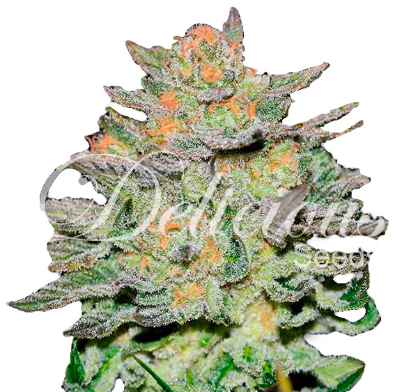 Delicious Seeds Auto Blue Ace CBD Автоцветущие феминизированные семена конопли