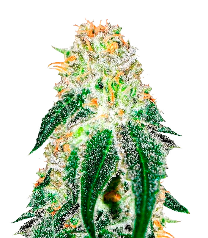 Black Russian Фотопериодные семена конопли