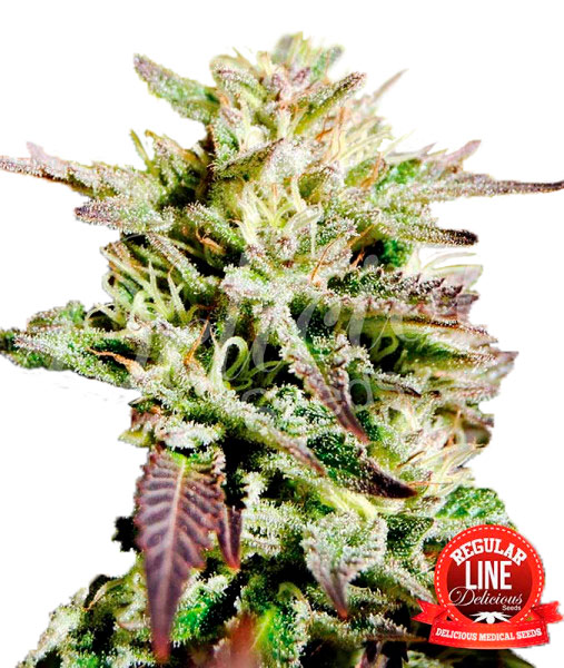 Caramelo Фотопериодные семена конопли