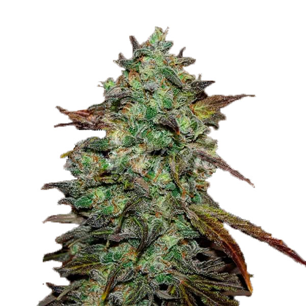 Delicious Seeds Eleven Roses фотопериодные семена конопли
