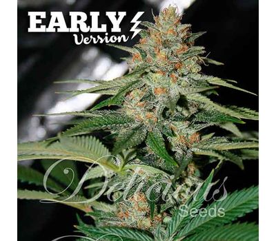 Delicious Seeds Delicious Candy FV Фотопериодный семена конопли