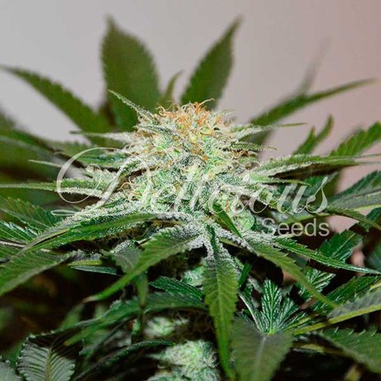 Delicious Seeds Descojack Фотопериодные феминизированные семена конопли