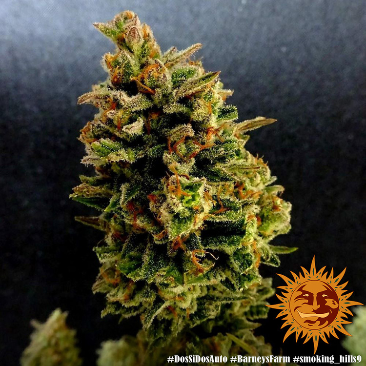 Barney's Farm Dos Si Dos Auto Автоцветущие семена конопли — фото 3