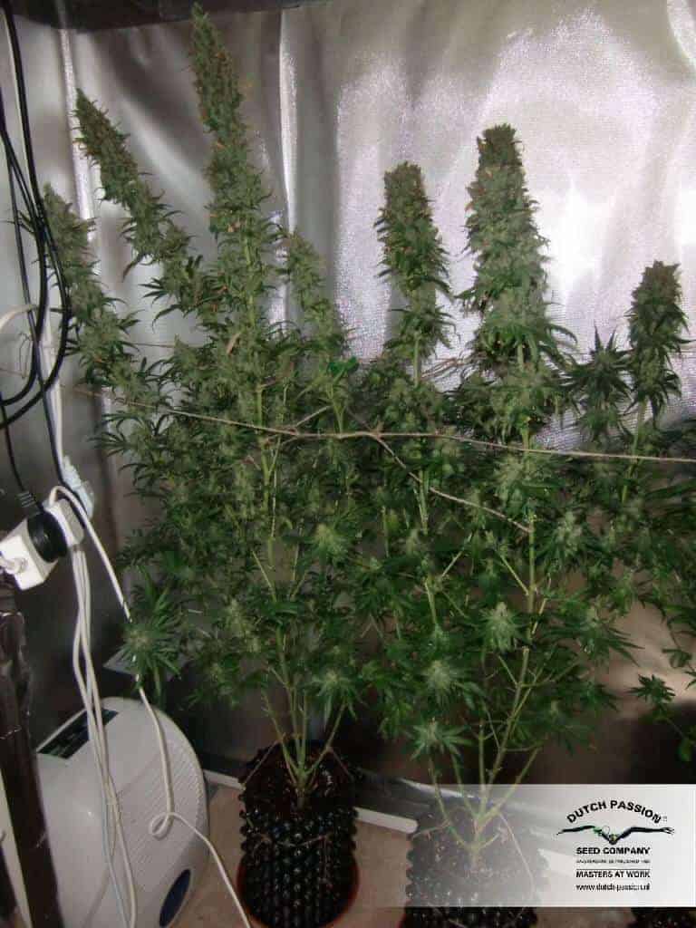 Dutch Cheese Феминизированные фотопериодные семена конопли