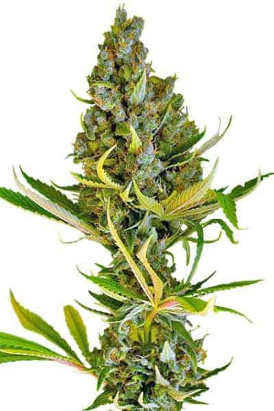 Sweet Cheese FV F1 феминизированные семена конопли