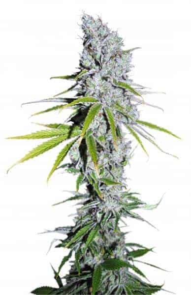 Dutch Passion CBD Skunk Haze Фотопериодный гибрид семена конопли