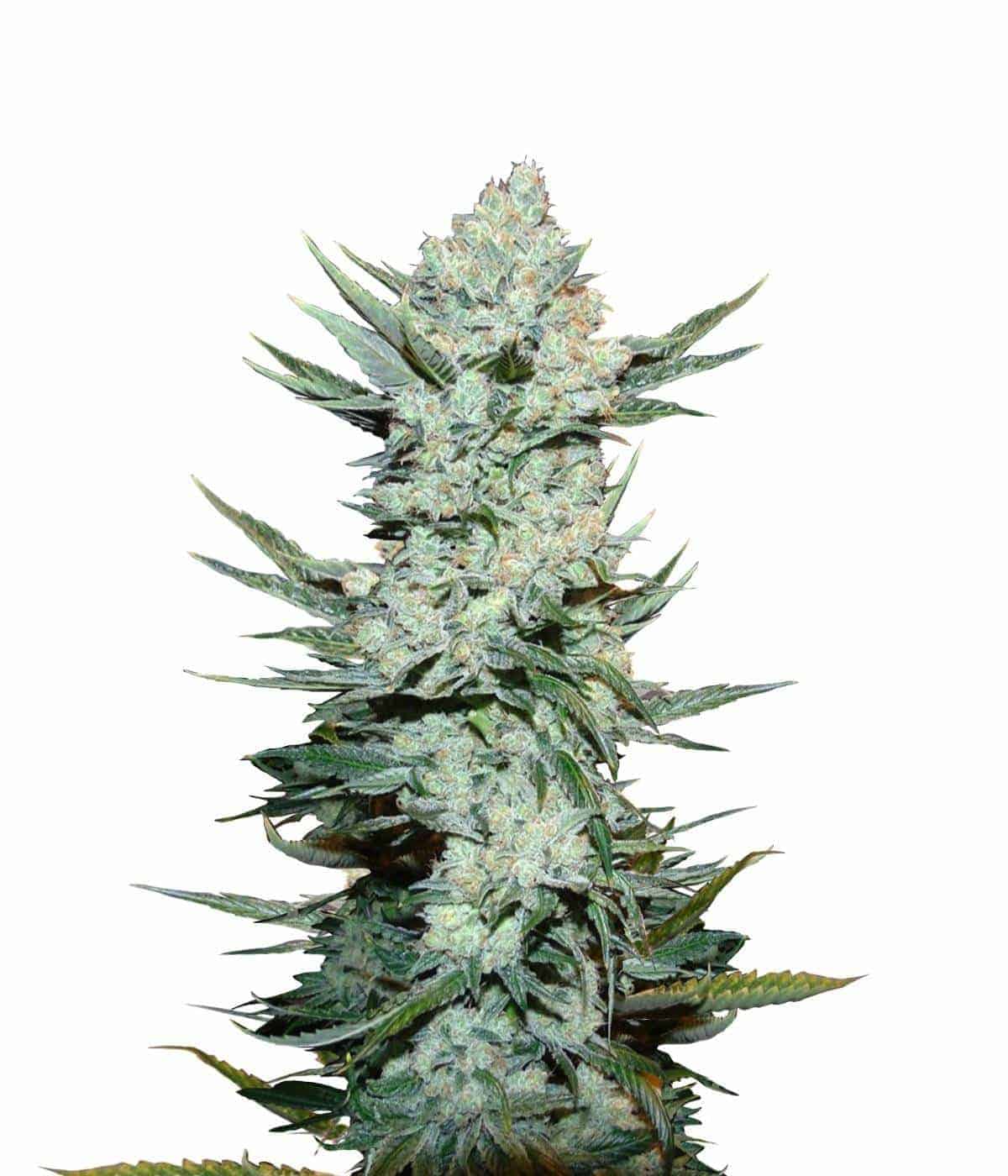 Tangie Matic Auto Автоцветущие семена конопли