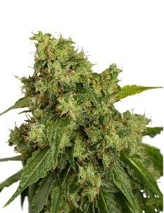 Dutch Passion Auto Xtreme Автофеминизированные семена конопли