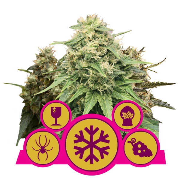Royal Queen Seeds Feminized Mix Pack фотопериодные феминизированные семена конопли