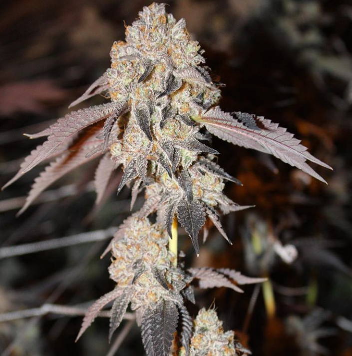 Forum Cookies x OG BadAzz фотопериодные семена конопли