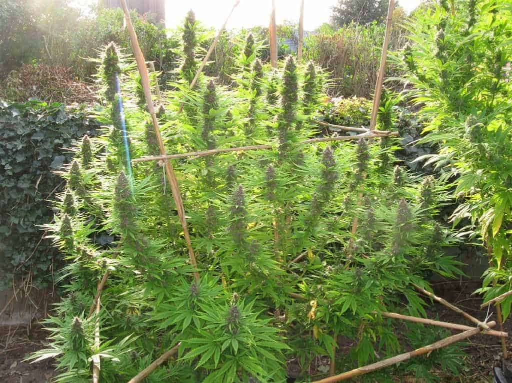 Frisian Dew Фотопериодные регулярные семена конопли — фото 3