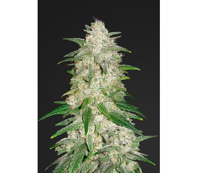 Fast Buds Gelato Auto Автофеминизированные семена конопли