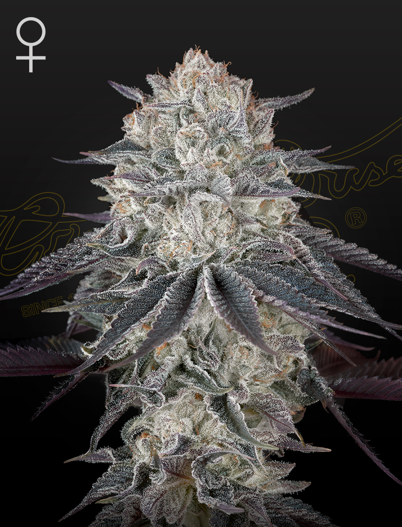 Cannarado Genetics Fullgas Фотопериодные семена конопли