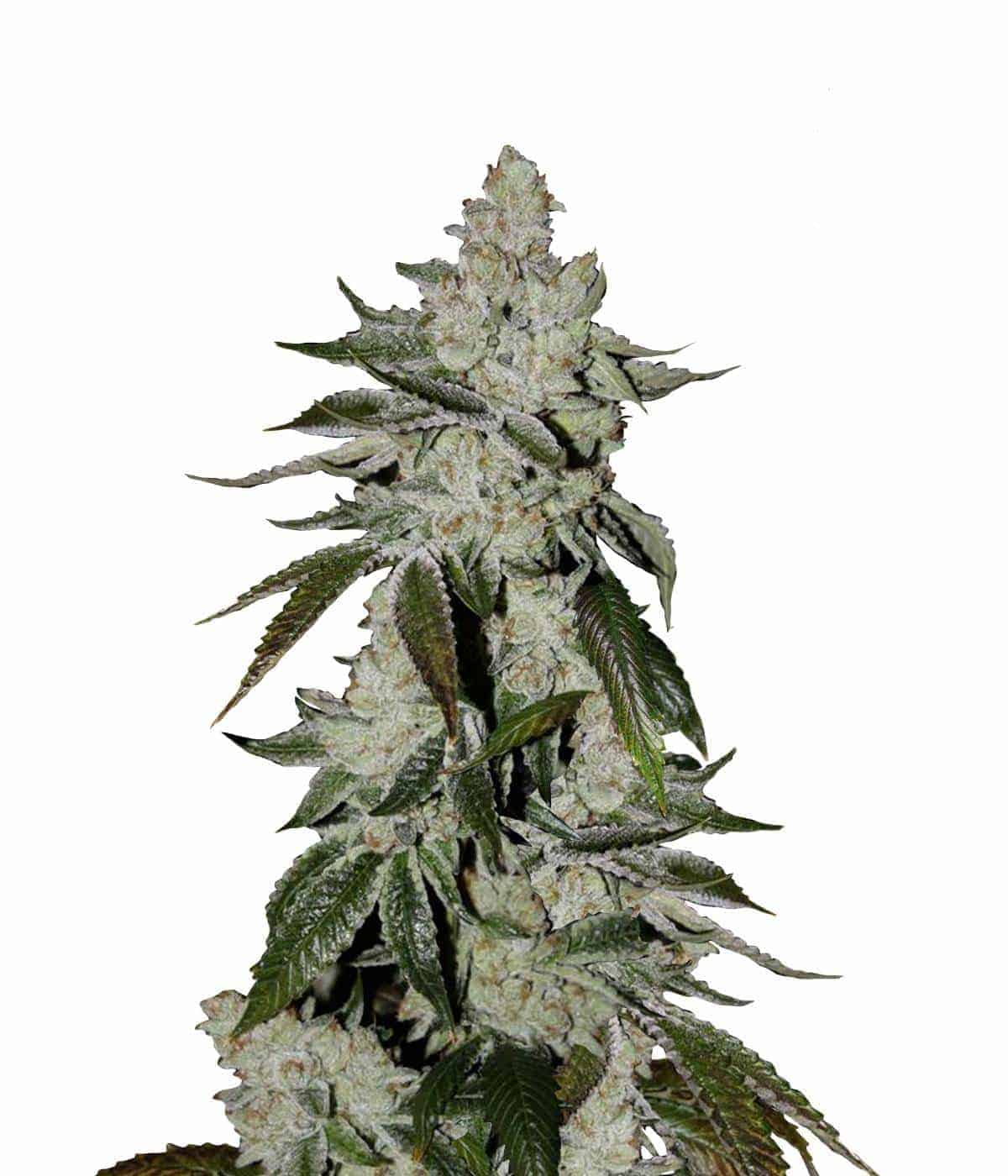Girl Scout Cookies Auto Автоцветущие семена конопли