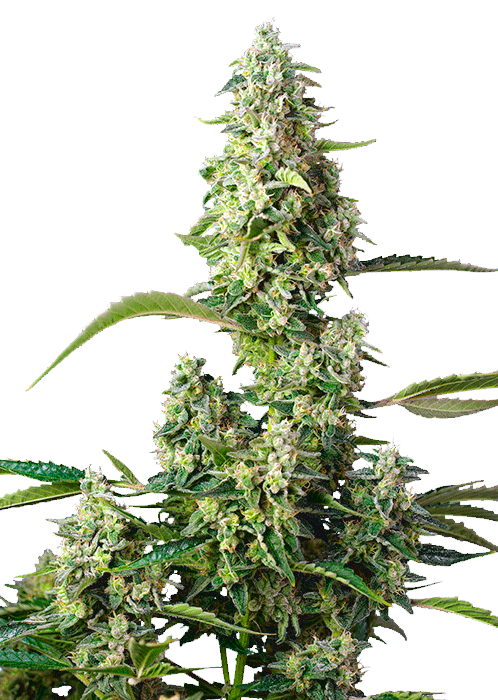 Gorilla Girl XL Auto Автоцветущие семена конопли