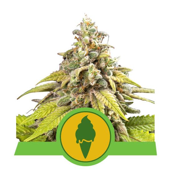Royal Queen Seeds Green Gelato Auto Автофеминизированные семена конопли