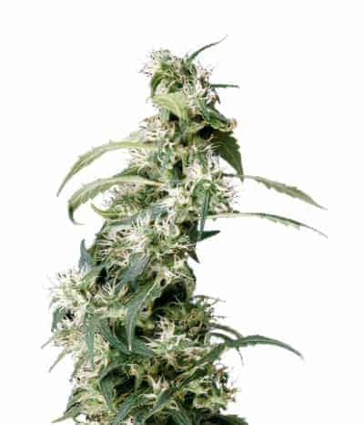 Green House Seeds Mango Haze Arjan's Ultra Haze #2 фотопериодные семена конопли