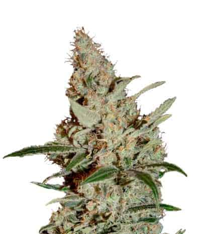 Chemdog Феминизированные фотопериодные семена конопли