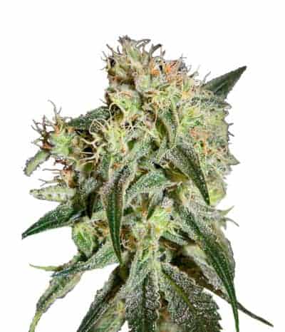 Damn Sour Фотопериодные семена конопли