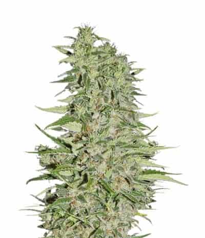 Diamond Girl Фотопериодные семена конопли
