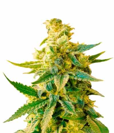 Great White Shark Фотопериодные семена конопли