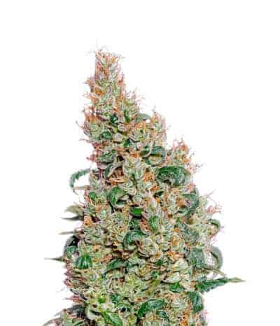 Green House Seeds Green-O-Matic Автоцветущие семена конопли