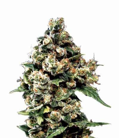 Jack Herer Фотопериодные семена конопли