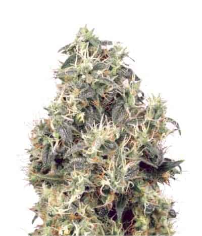 Apothecary Genetics Kaia Kush Фотопериодные феминизированные семена конопли