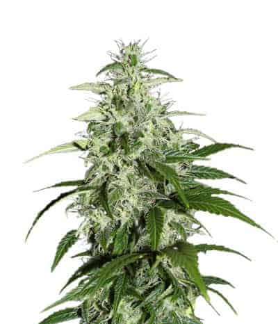 Kalashnikova Autoflowering Автоцветущие семена конопли