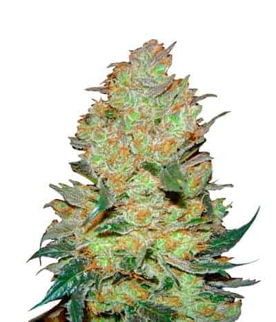 King's Kush Феминизированные семена конопли