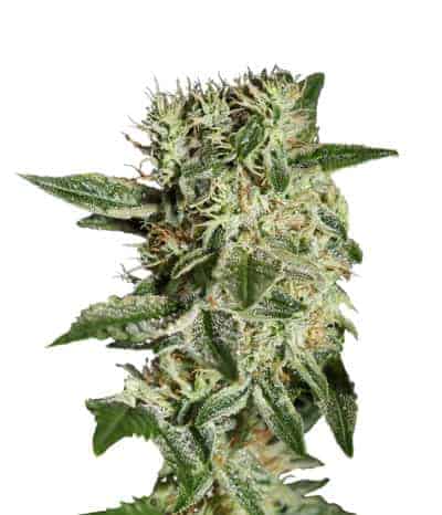 Green House Seeds Ladyburn 1974 Феминизированные фотопериодные семена конопли
