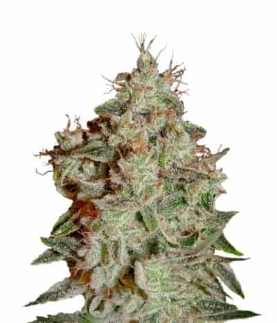 Lemon Skunk Фотопериодные семена конопли