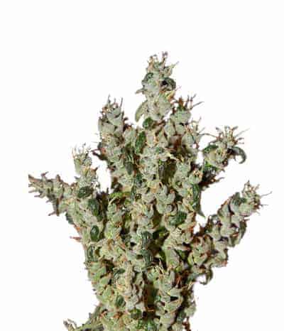 Green House Seeds NL5 Haze Mist феминизированные фотопериодные семена конопли