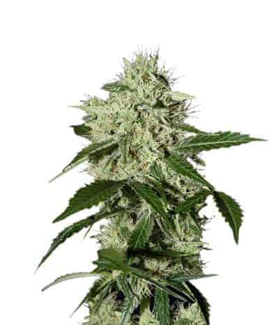 Green House Seeds Northern Light Autoflowering автоцветущие семена конопли