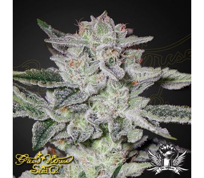 Sweet Valley Kush Фотопериодные семена конопли