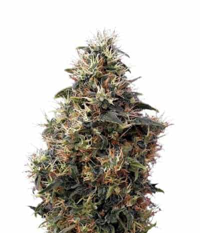 Sweet Mango Autoflowering Автоцветущие семена конопли