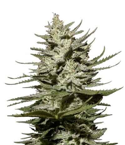 The Church фотопериодный гибрид семена конопли