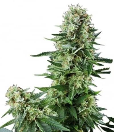 White Widow CBD Auto Автоцветущие семена конопли