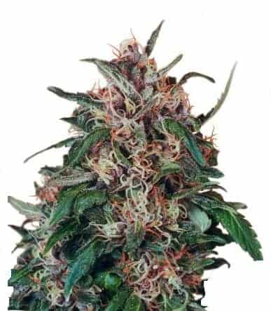 Hollands Hope Фотопериодные семена конопли