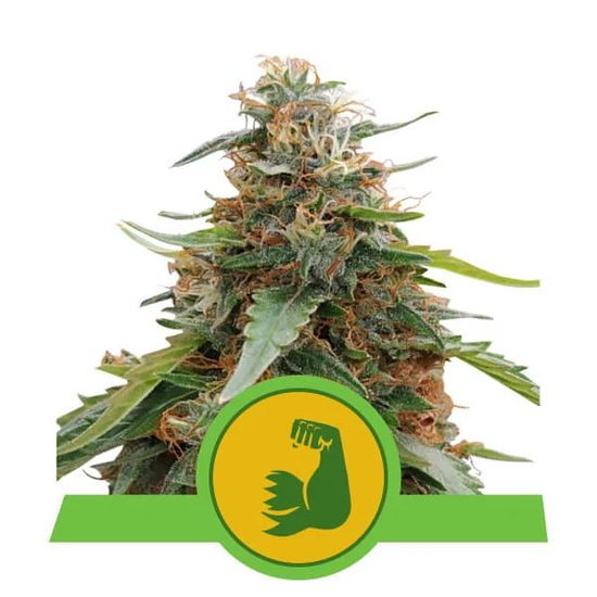 Royal Queen Seeds HulkBerry Automatic автоцветущие феминизированные семена конопли