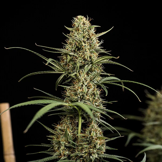 Royal Queen Seeds HulkBerry Automatic автоцветущие феминизированные семена конопли — фото 2