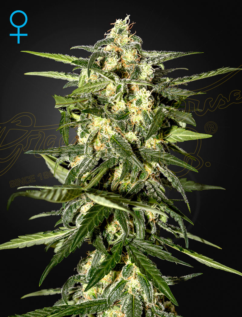 Jack Herer Auto автоцветущие семена конопли