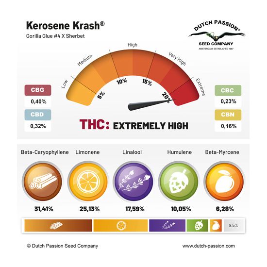 Kerosene Krash Феминизированные фотопериодные семена конопли — фото 5