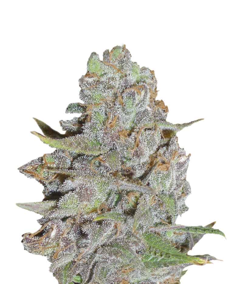 LA Diva Auto Автоцветущие семена конопли